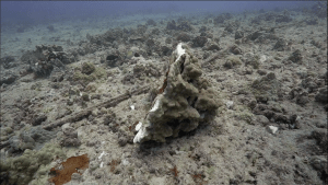 Accountability Proves Elusive In $25,000 Damage To This Popular Oʻahu Reef 